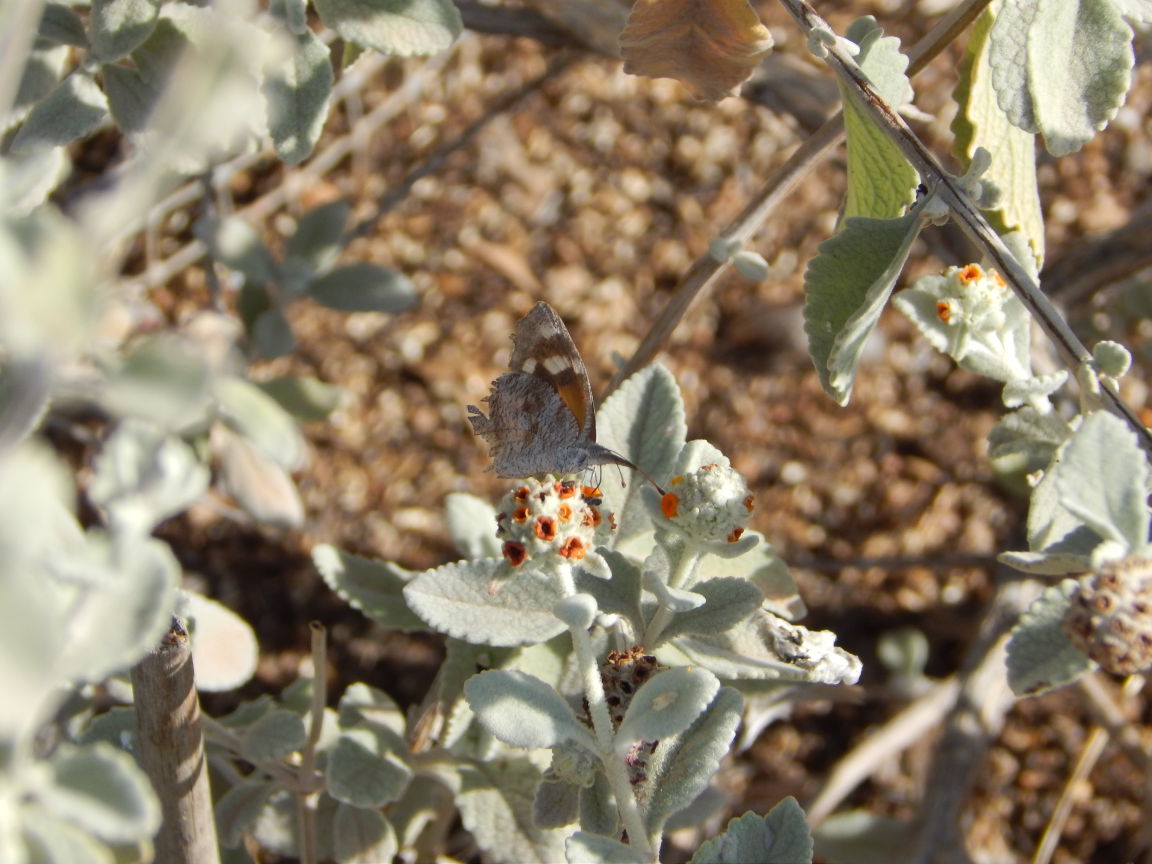 Old Pueblo shutterbugs